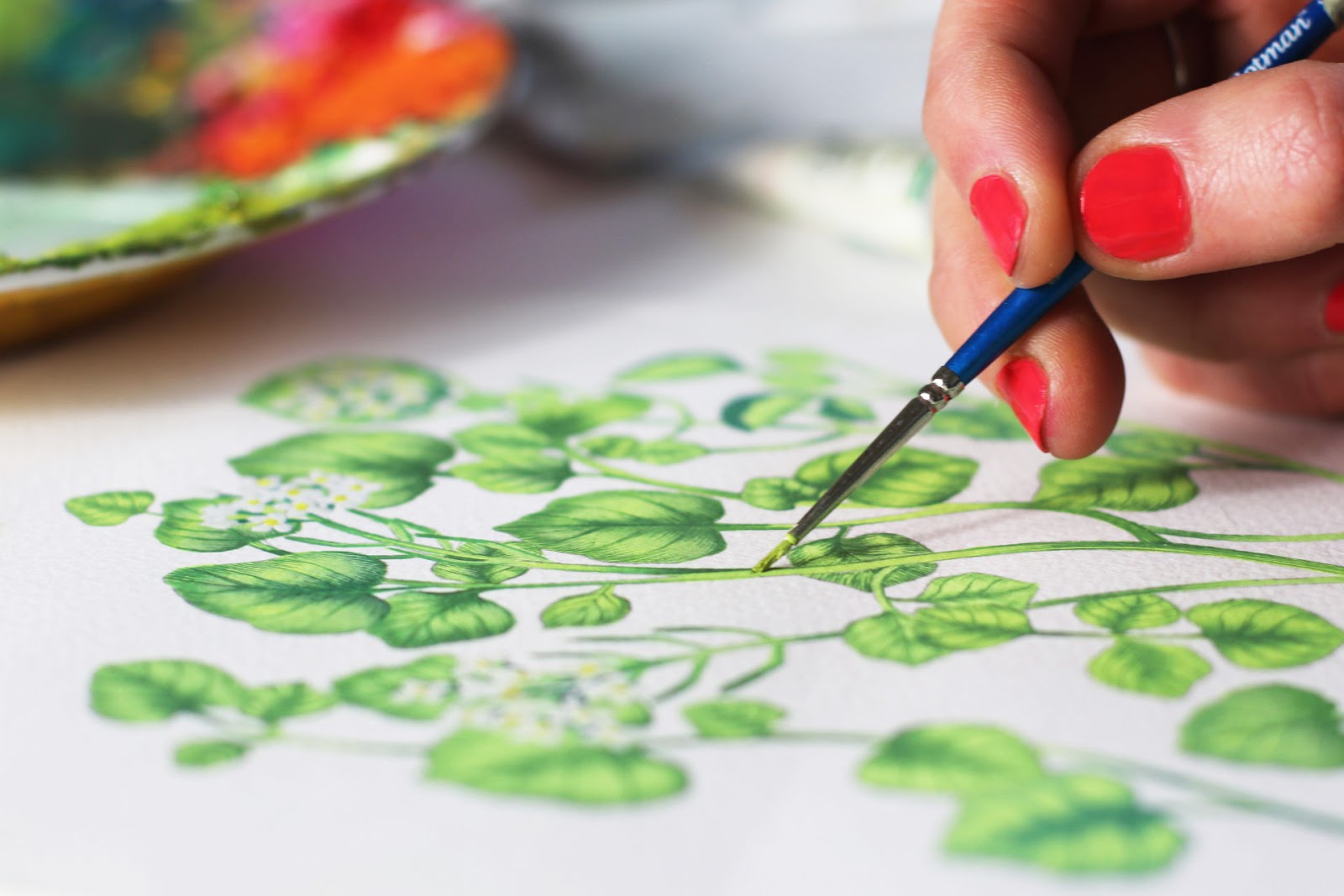 酒包裝用水粉顏料手工繪制植物插圖(圖6)