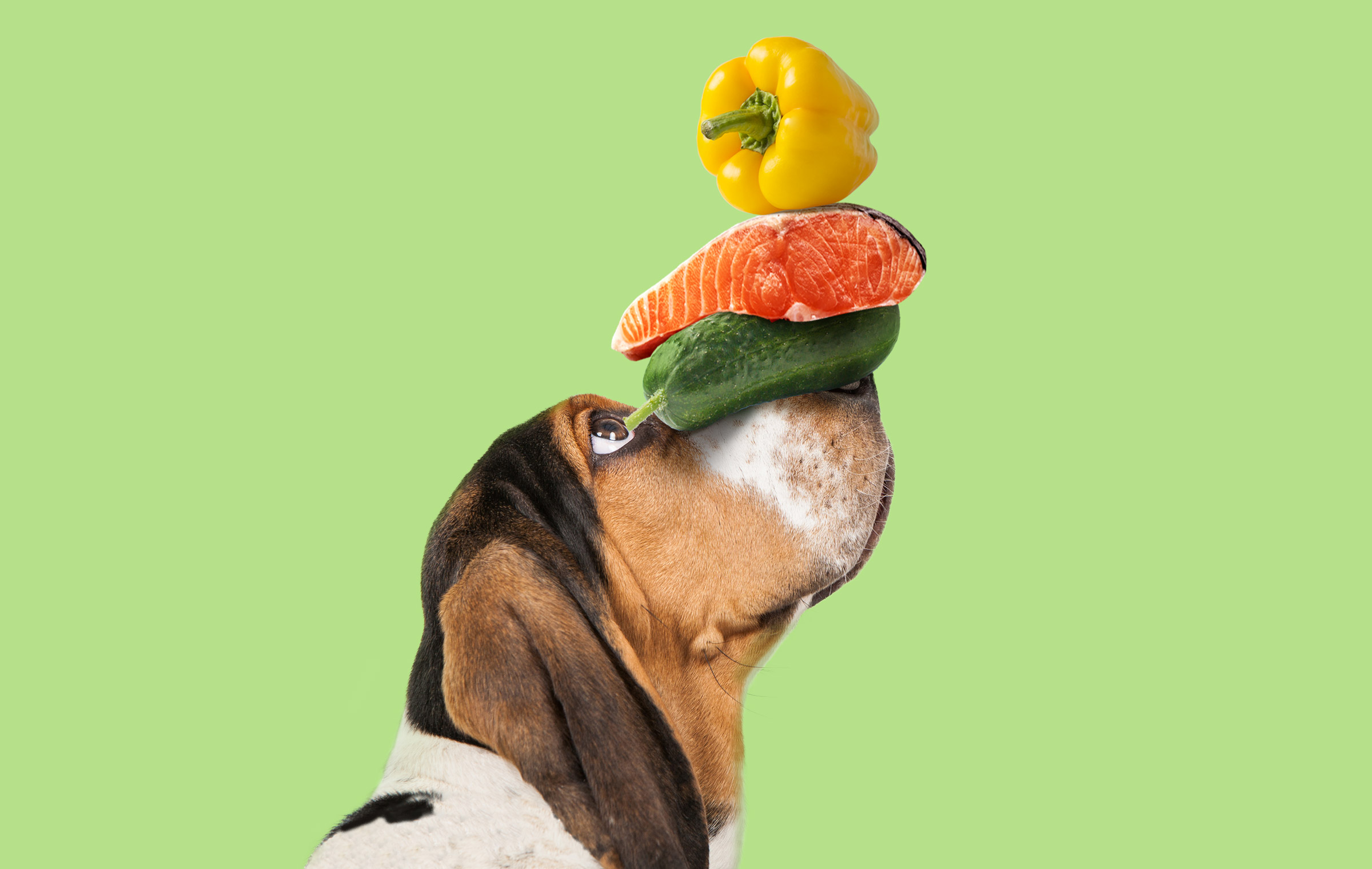 寵物包裝設計欣賞用品狗糧包裝設計欣賞包裝設計(圖5)