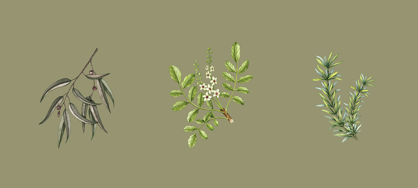 能讓人想起傳統(tǒng)的植物學(xué)書(shū)籍的護(hù)膚品包裝設(shè)計(jì)(圖9) 能讓人想起傳統(tǒng)的植物學(xué)書(shū)籍的護(hù)膚品包裝設(shè)計(jì)(圖9)