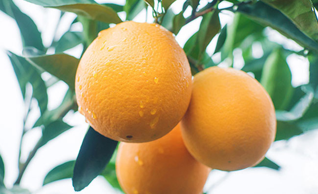 楊氏果業(yè)品牌logo與食品包裝設(shè)計(jì)欣賞(圖3)