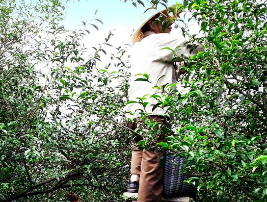 品品香品牌logo與食品包裝設(shè)計欣賞(圖2)