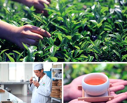 鳳牌食品包裝設(shè)計欣賞(圖3)