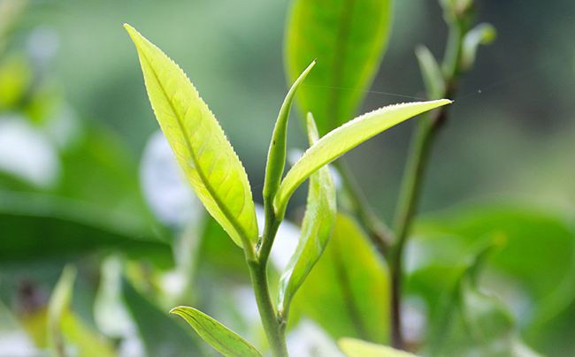 八角亭食品包裝設(shè)計欣賞(圖4)