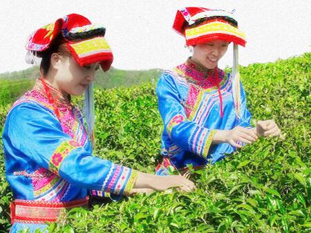 都勻毛尖食品包裝設(shè)計(jì)欣賞(圖3) 都勻毛尖食品包裝設(shè)計(jì)欣賞(圖3)