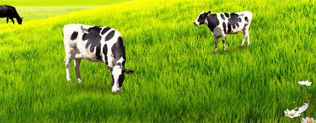 奔月牛奶 奔月食品包裝設計欣賞(圖4)