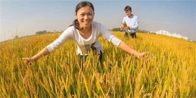射陽大米食品包裝設計欣賞(圖3)