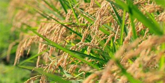 射陽大米食品包裝設計欣賞(圖4)