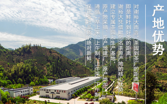 謝正安黃山毛峰 謝正安食品包裝設(shè)計(jì)欣賞(圖4)